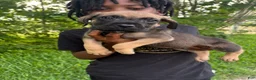 Cane Corso dogs for sale: Cane Corso Puppy 5 - Ad 2