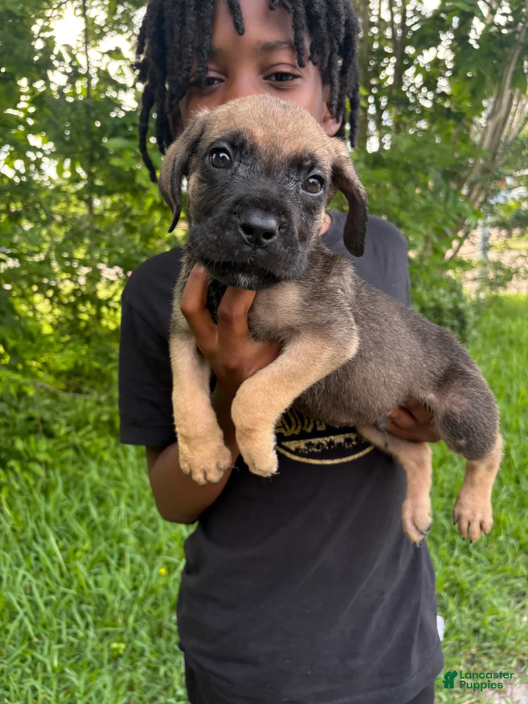 Cane Corso dogs for sale: Cane Corso Puppy 5 - Ad 2