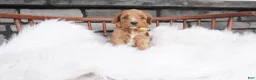 Cavapoo dogs for sale: Jacy  - Ad 10