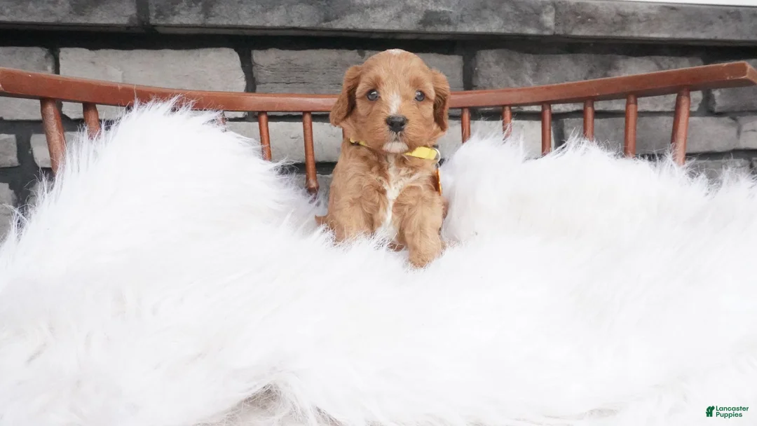 Cavapoo dogs for sale: Jacy  - Ad 10