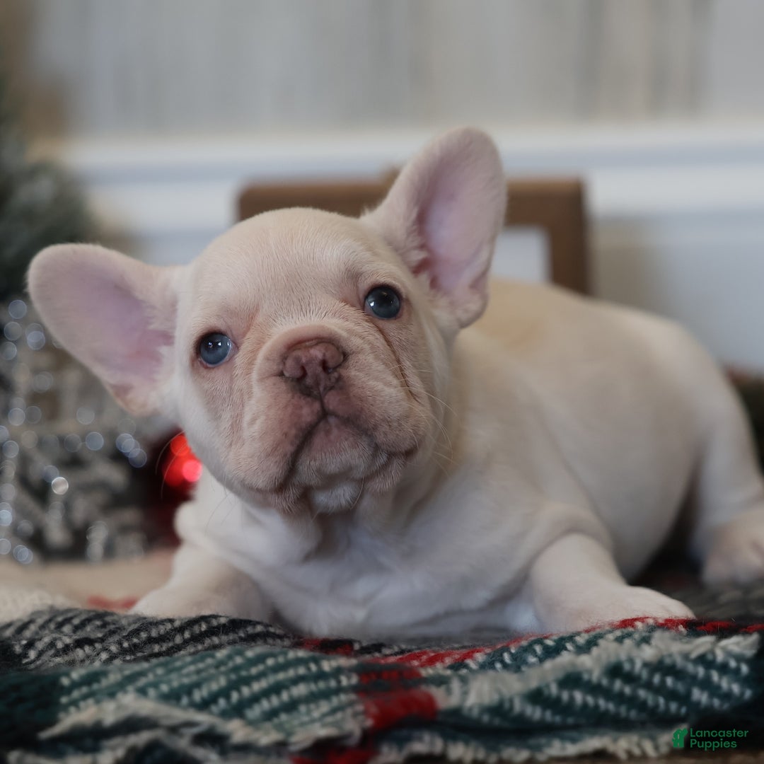 French Bulldog dogs for sale: Yuletide  - Ad 5