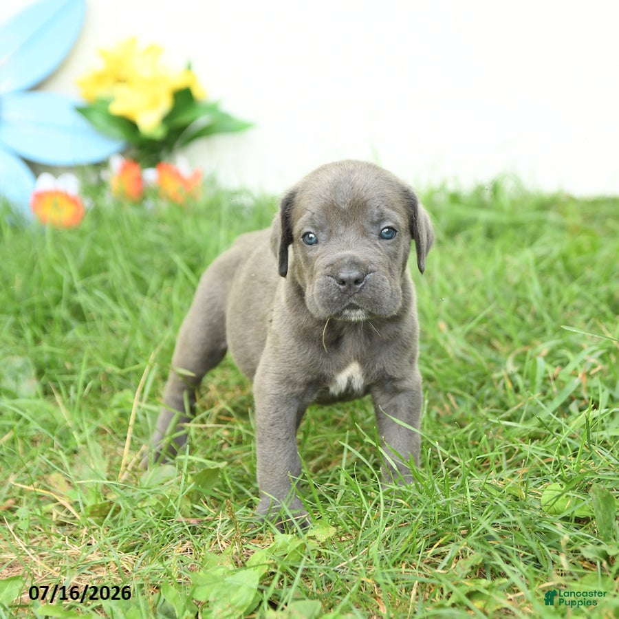 Cane Corso dogs River - Ad 2