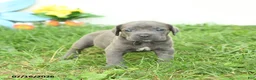 Cane Corso dogs for sale: River - Ad 2