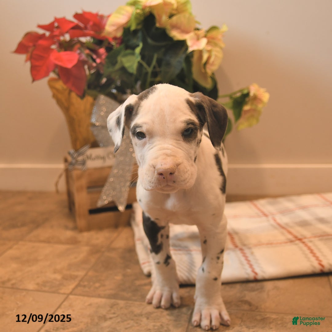 Great Dane dogs for sale: Amber - Ad 3