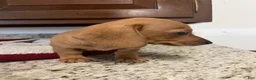 Miniature Dachshund dogs for sale: Winnie  - Ad 5