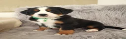 Bernese Mountain Dog dogs for sale: Maverick-Health Tested Parents - Ad 7