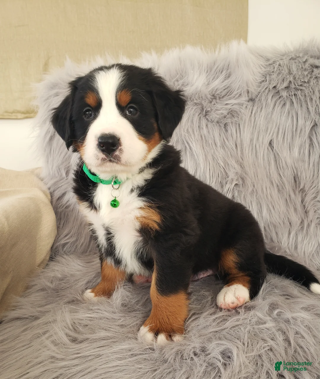 Bernese Mountain Dog dogs for sale: Maverick-Health Tested Parents - Ad 7