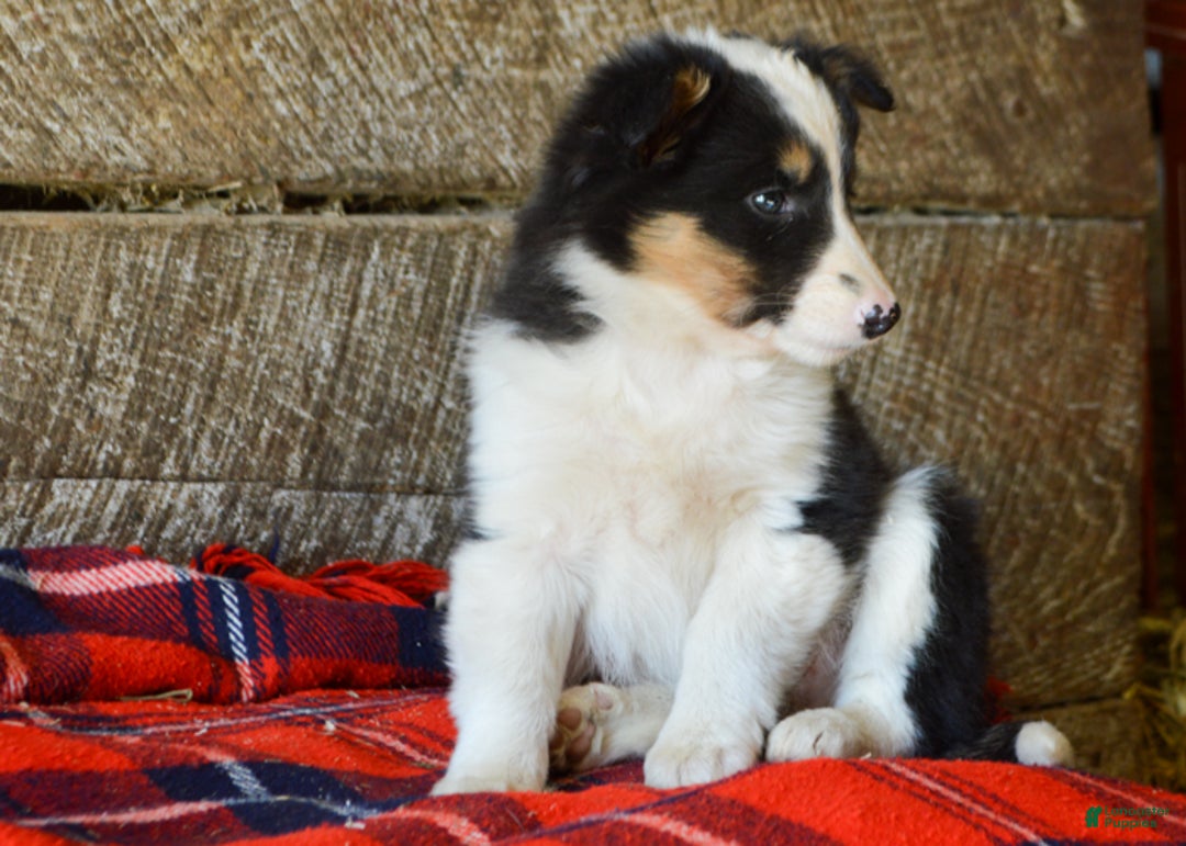 Mixed Breed dogs for sale: Cara - Ad 5