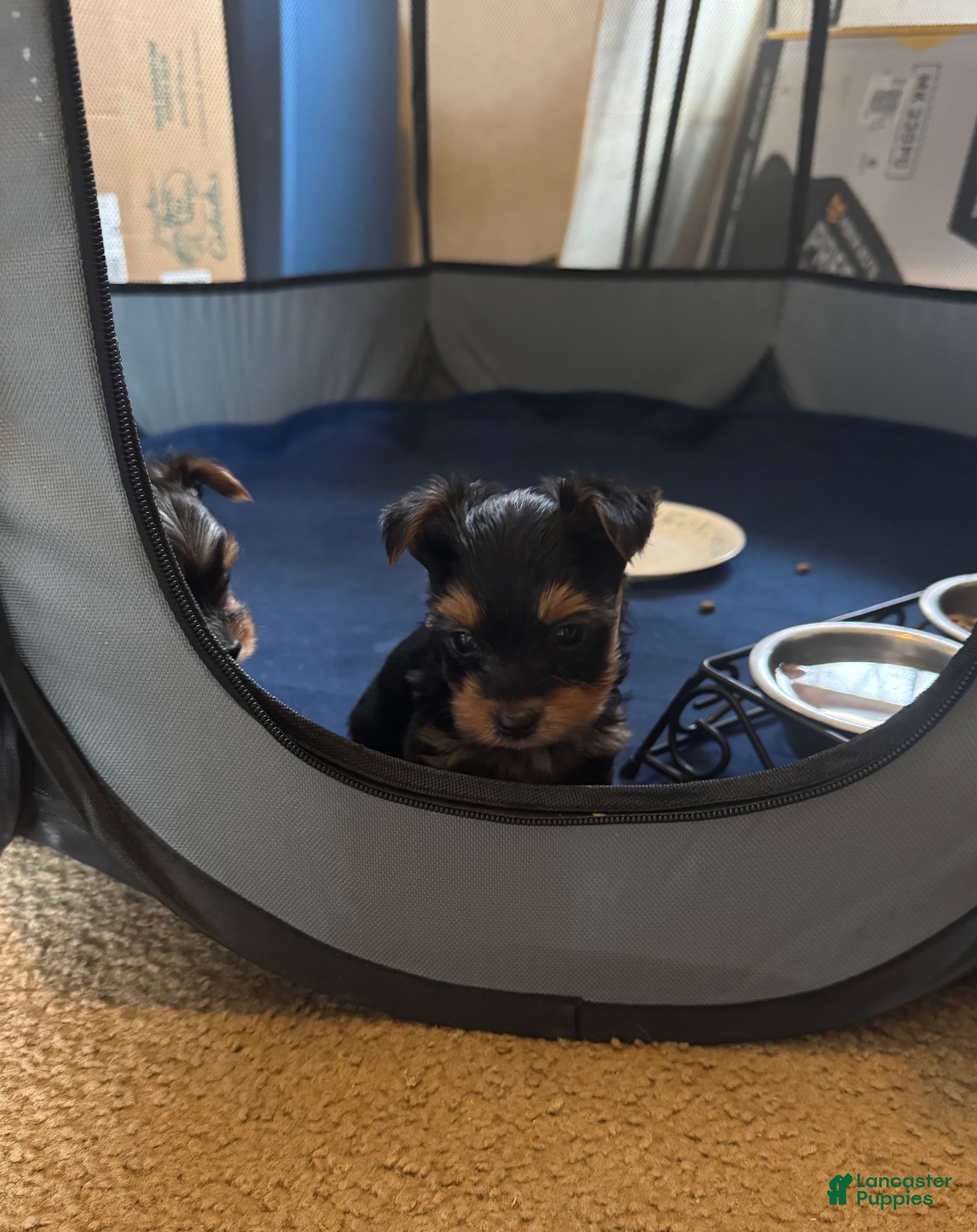 Yorkshire Terrier dogs Buddy - Ad 2