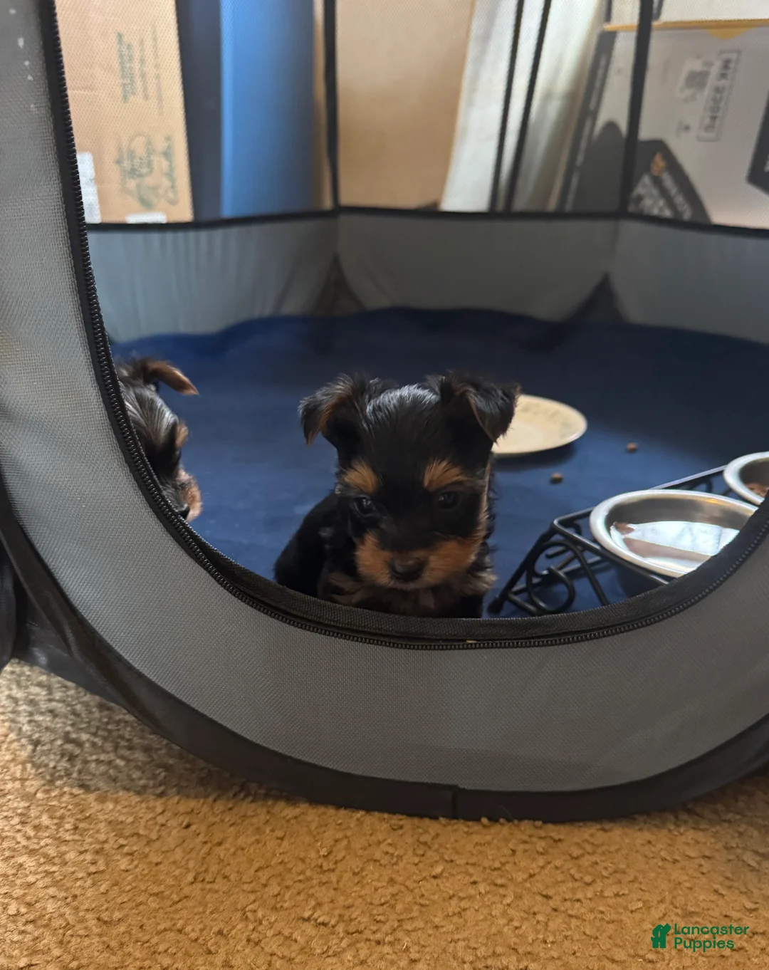 Yorkshire Terrier dogs for sale: Buddy - Ad 2