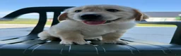 Golden Retriever dogs for sale: Grady - Ad 15
