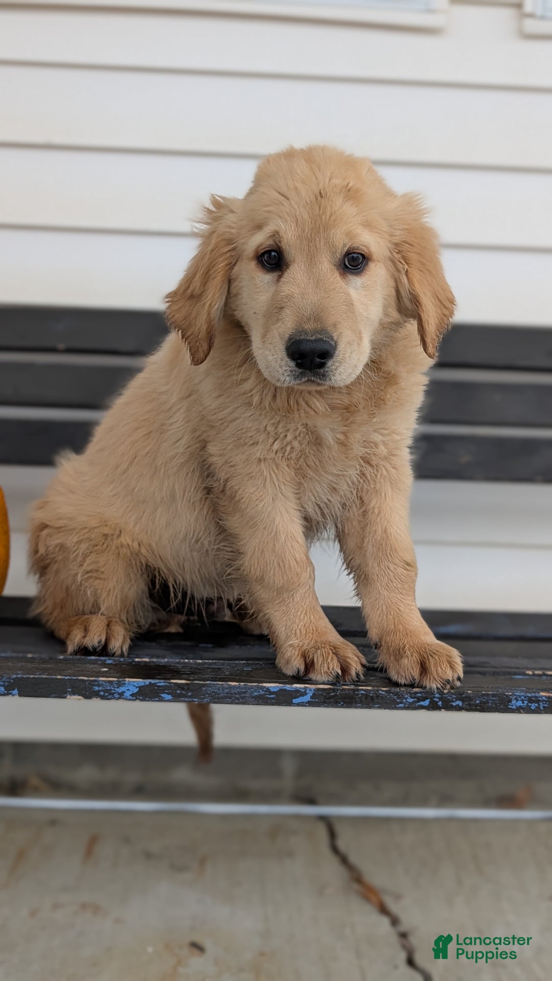 Golden Retriever dogs for sale: Captain  - Ad 2