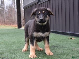 German Shepherd dogs Lolly - Ad 12