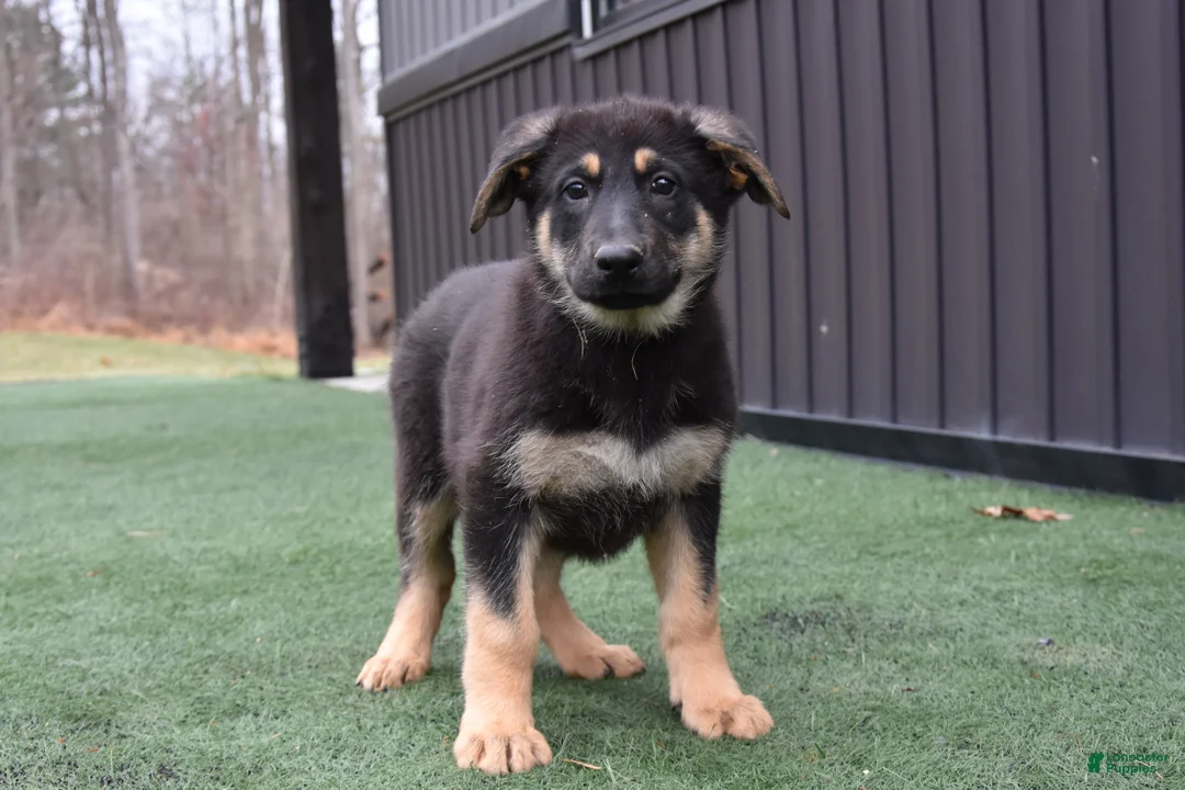 German Shepherd dogs for sale: Lolly - Ad 1