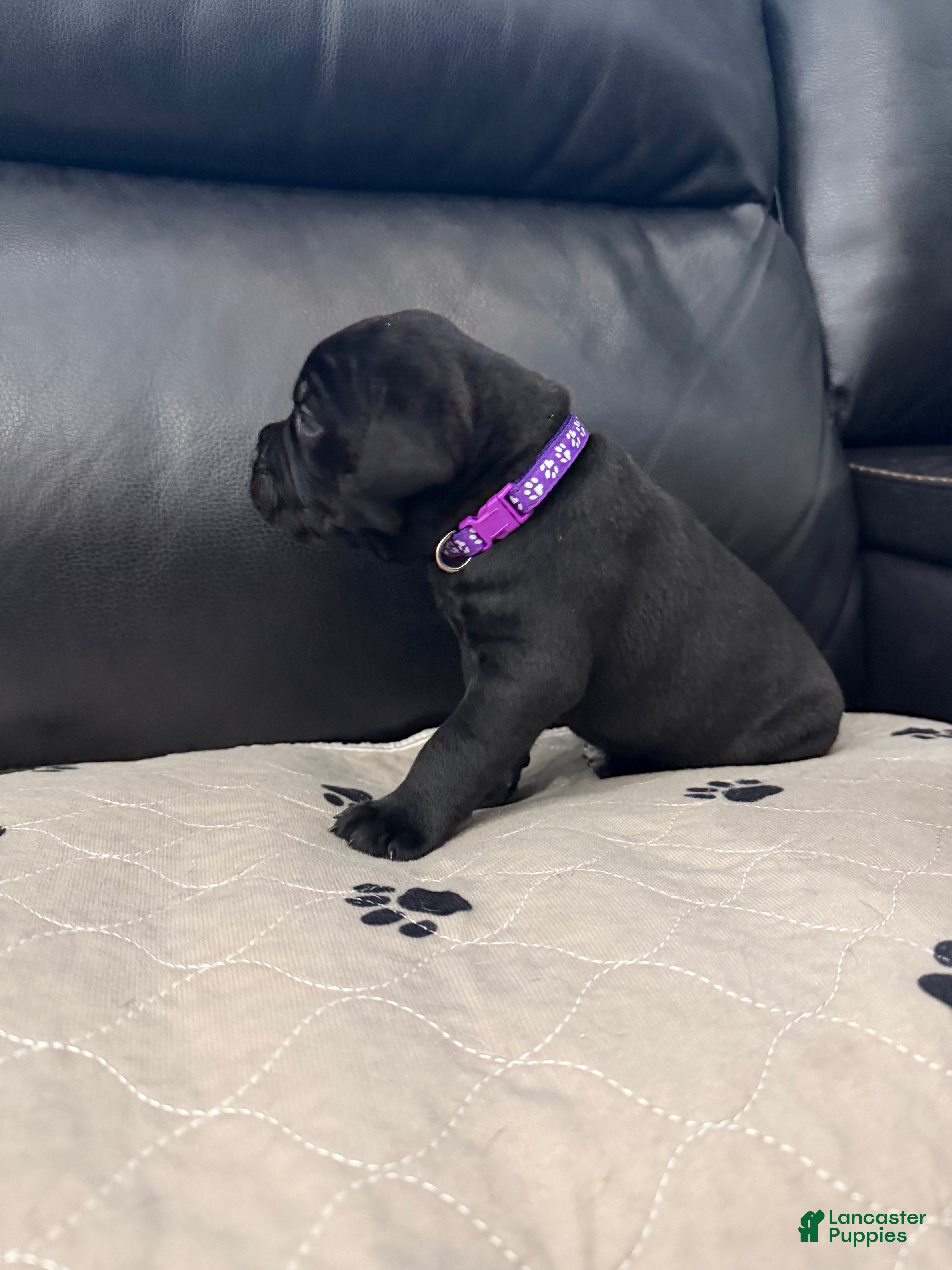 Cane Corso dogs Purple Collar - Meadow - Ad 2