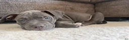 American Bully dogs for sale: Willow - XL American Bully Puppy  - Ad 4