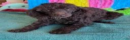 Miniature Poodle dogs for sale: Hershall - Ad 2