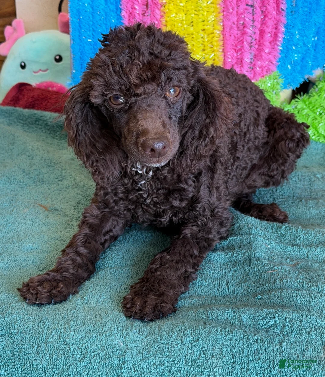 Miniature Poodle dogs for sale: Hershall - Ad 2