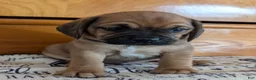 Puggle dogs for sale: Kidd - Ad 16