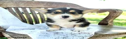 Welsh Corgi Pembroke dogs for sale: Reilly - Ad 5