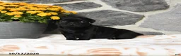 Pug dogs for sale: Bubbles - Ad 4