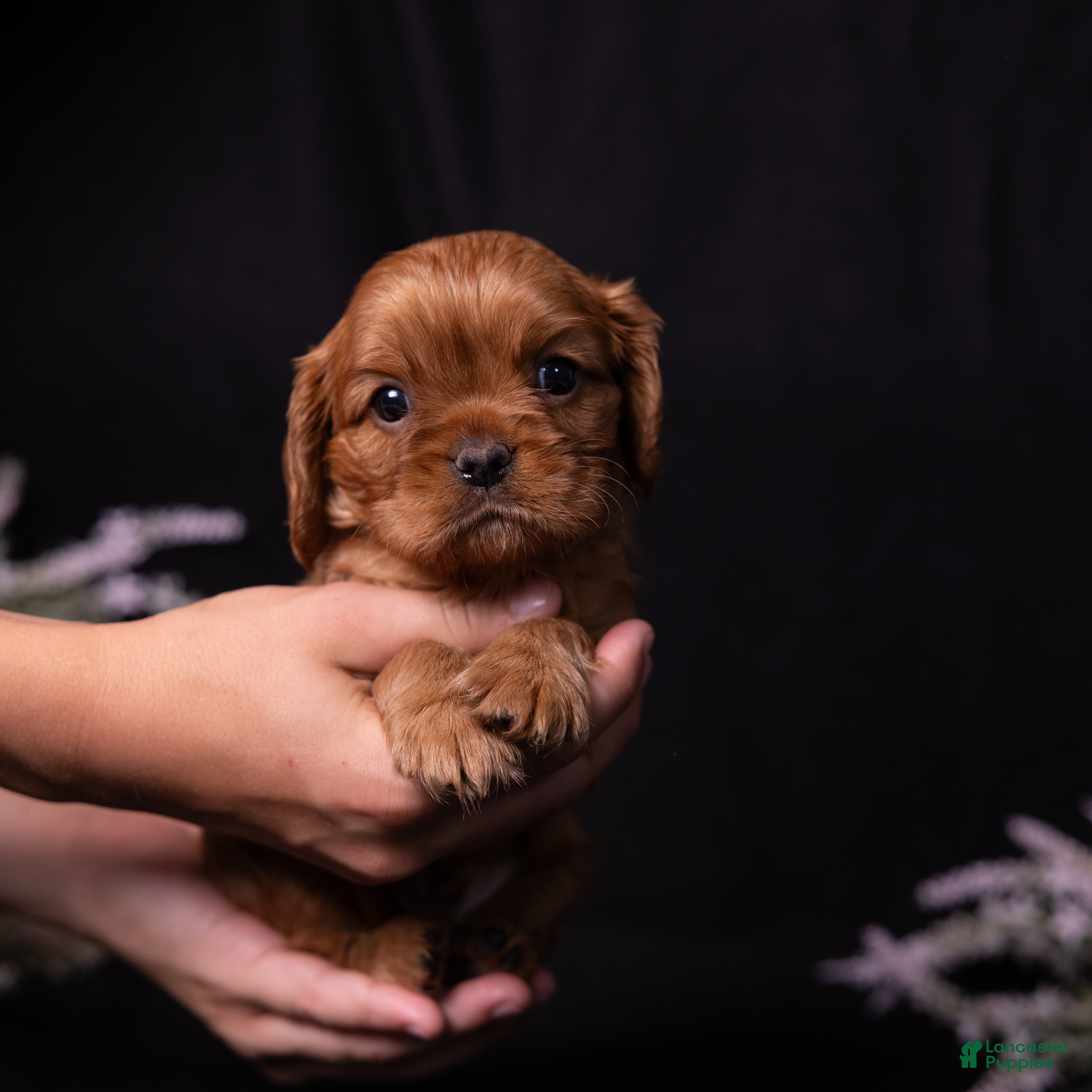 Cavalier King Charles Spaniel dogs Aristotle - Ad 1