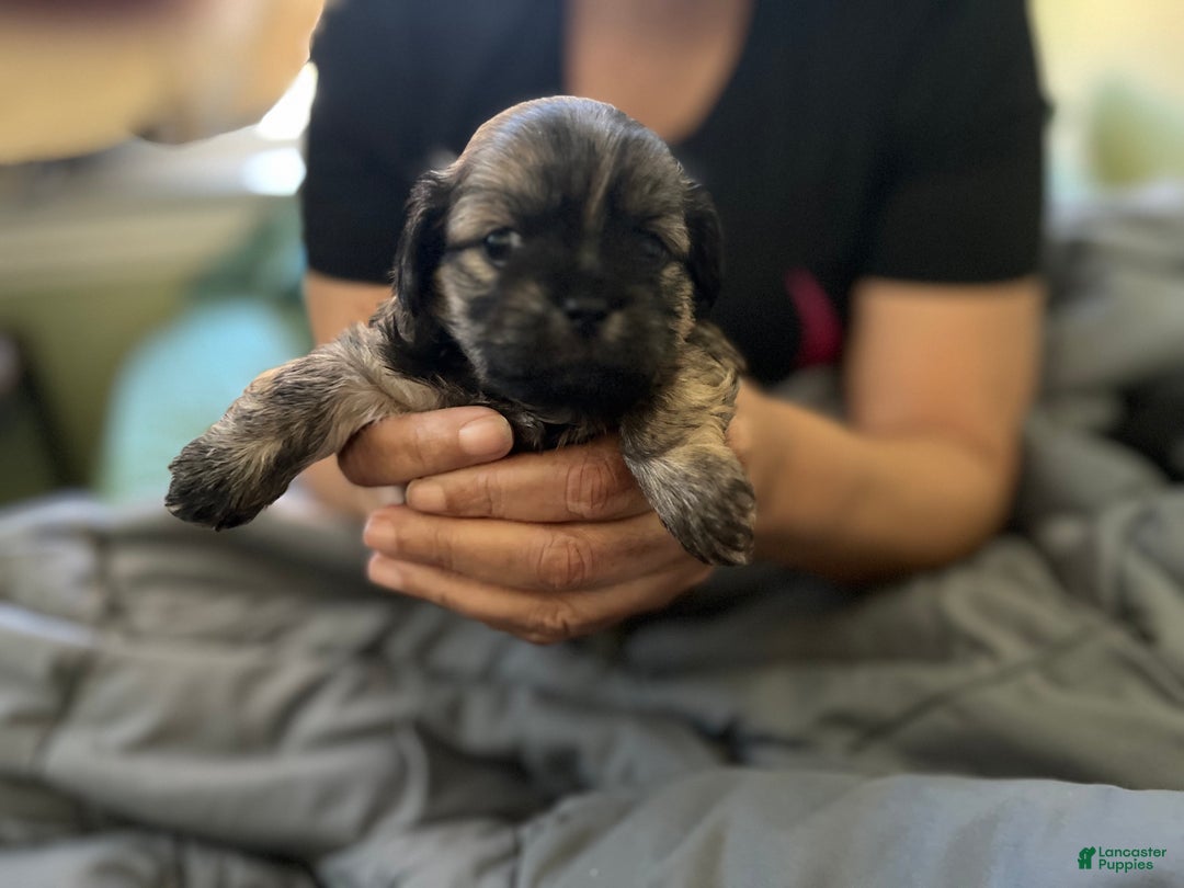 Mixed Breed dogs for sale: Mixed Breed Puppy 2 - Ad 2