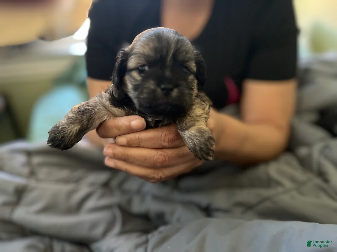 Mixed Breed dogs for sale: Mixed Breed Puppy 2 - Ad 2