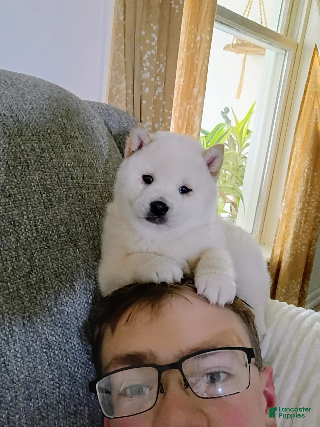 Shiba Inu dogs for sale: Jasper  - Ad 4