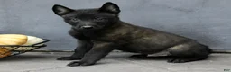 Belgian Malinois dogs for sale: Rover  - Ad 3