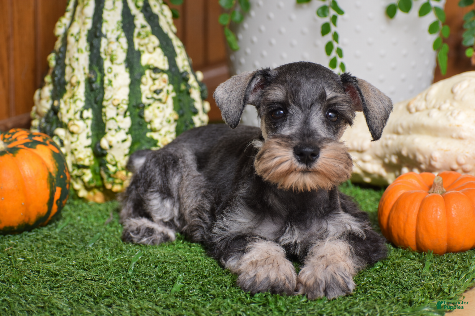 Miniature Schnauzer dogs Macy - Ad 1