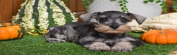 Miniature Schnauzer dogs for sale: Macy - Ad 1