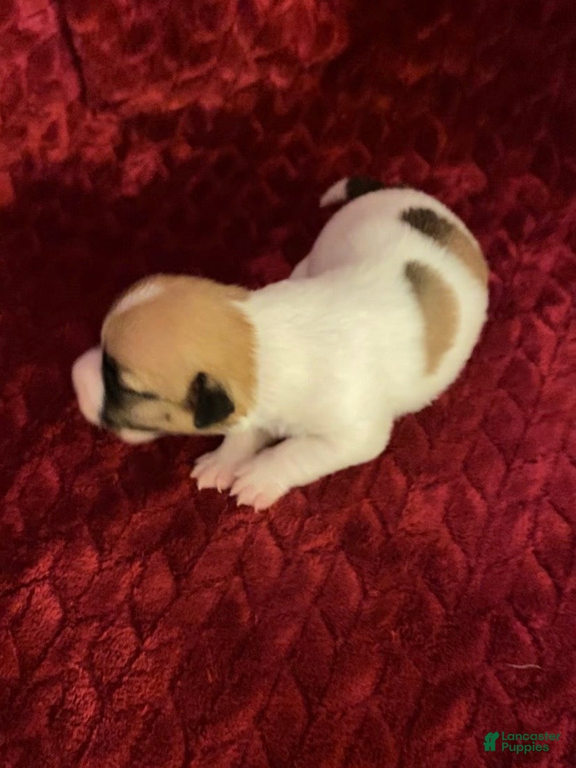 Jack Russell Terrier dogs Jack Russell Terrier Puppy 7 - Ad 1