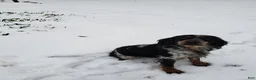 English Springer Spaniel dogs for stud: Lee's Lucky Snickers  - Ad 2