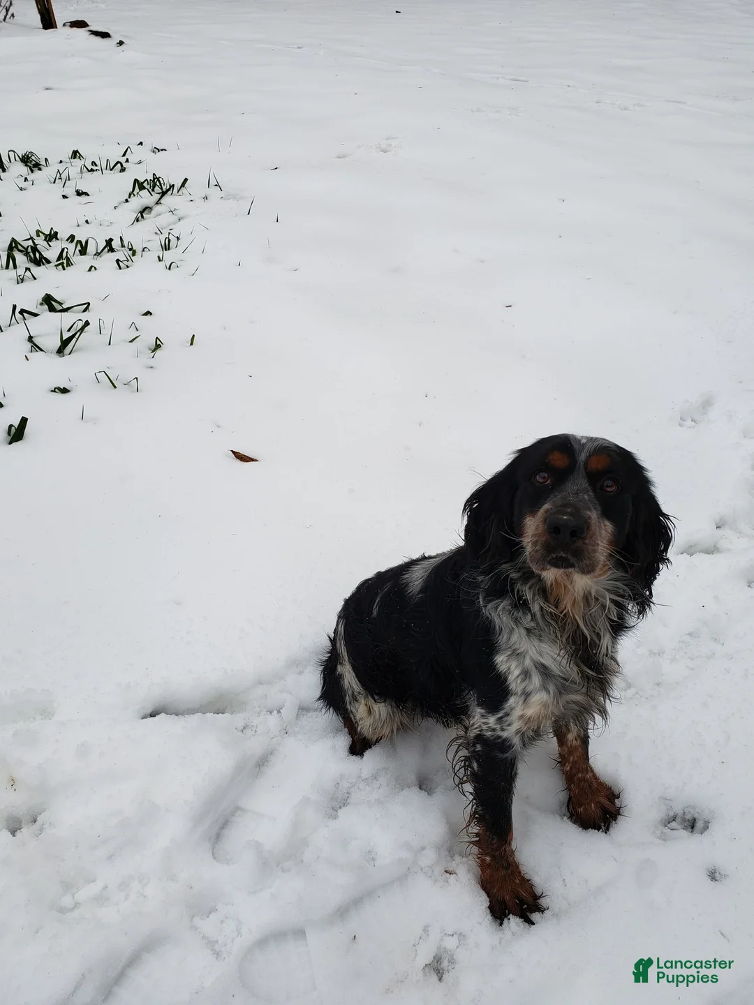 English Springer Spaniel dogs for stud: Lee's Lucky Snickers  - Ad 2
