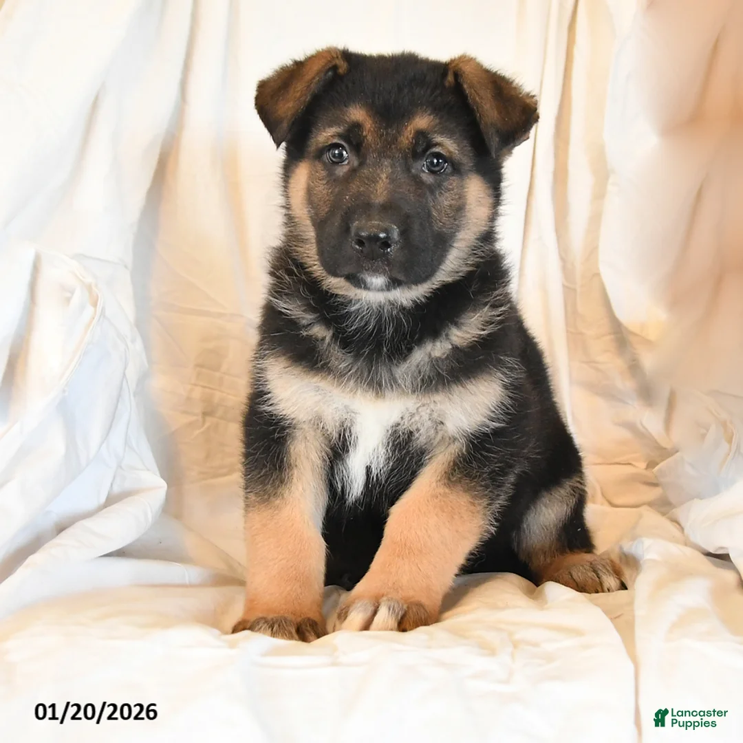 German Shepherd dogs for sale: Zip  - Ad 3