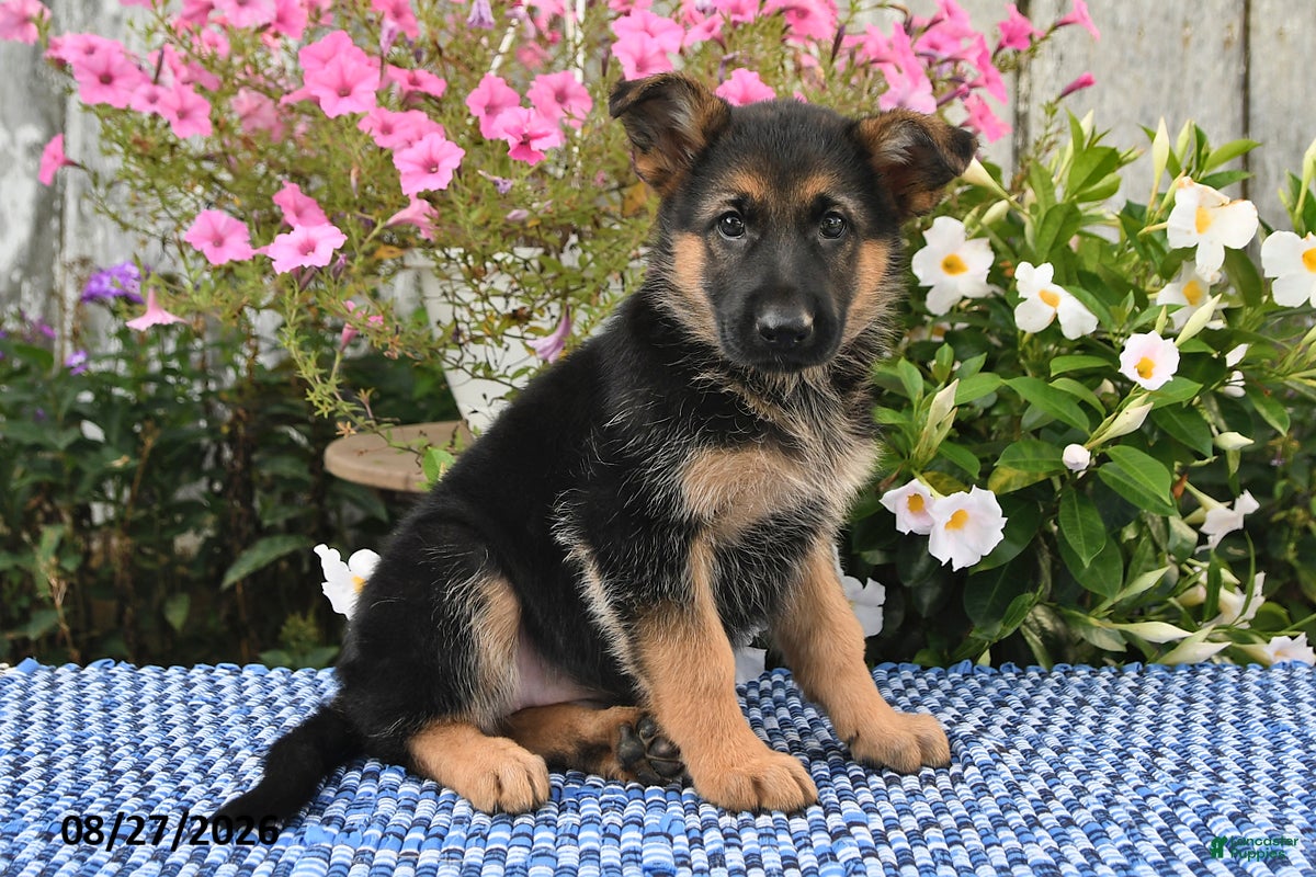 German Shepherd dogs Chloe - Ad 1
