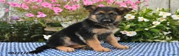 German Shepherd dogs for sale: Chloe - Ad 1
