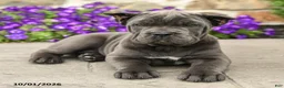 Cane Corso dogs for sale: Rose  - Ad 5