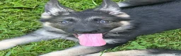 German Shepherd dogs for sale: German Shepherd 1 - Ad 2