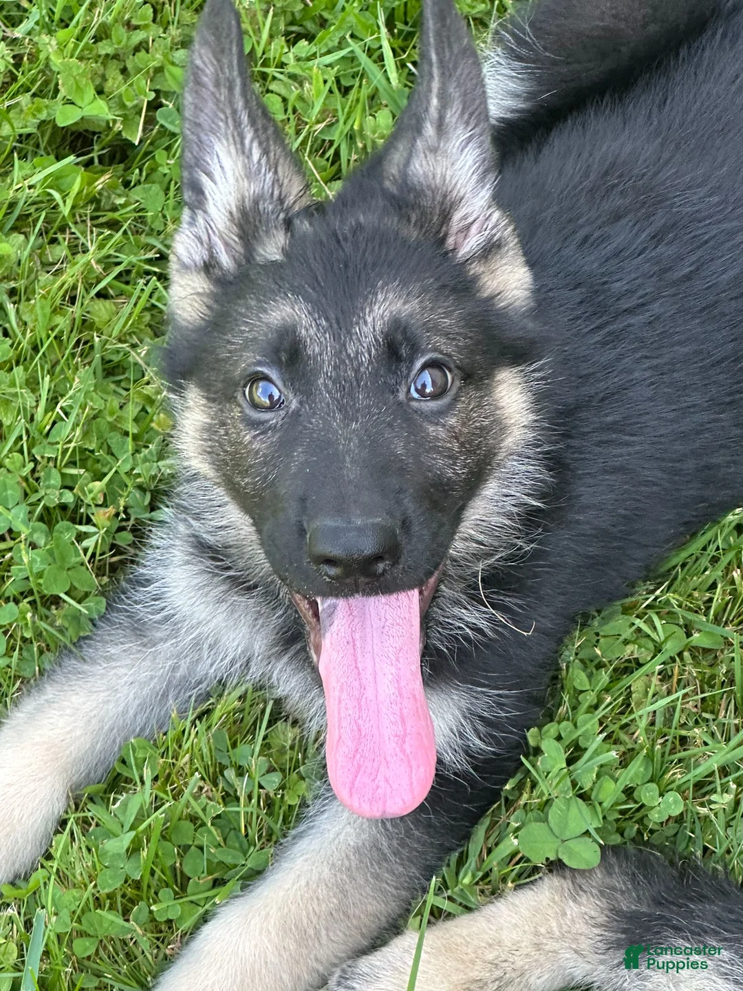 German Shepherd dogs for sale: German Shepherd 1 - Ad 2