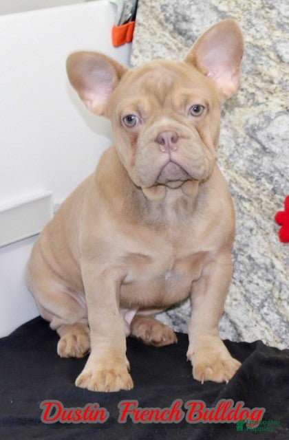 French Bulldog dogs Dustin - Ad 14