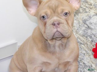 French Bulldog dogs Dustin - Ad 35