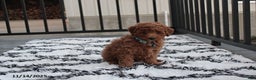 Toy Poodle dogs for sale: Patrick - Ad 12