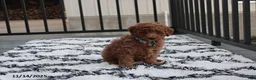 Toy Poodle dogs for sale: Patrick - Ad 28