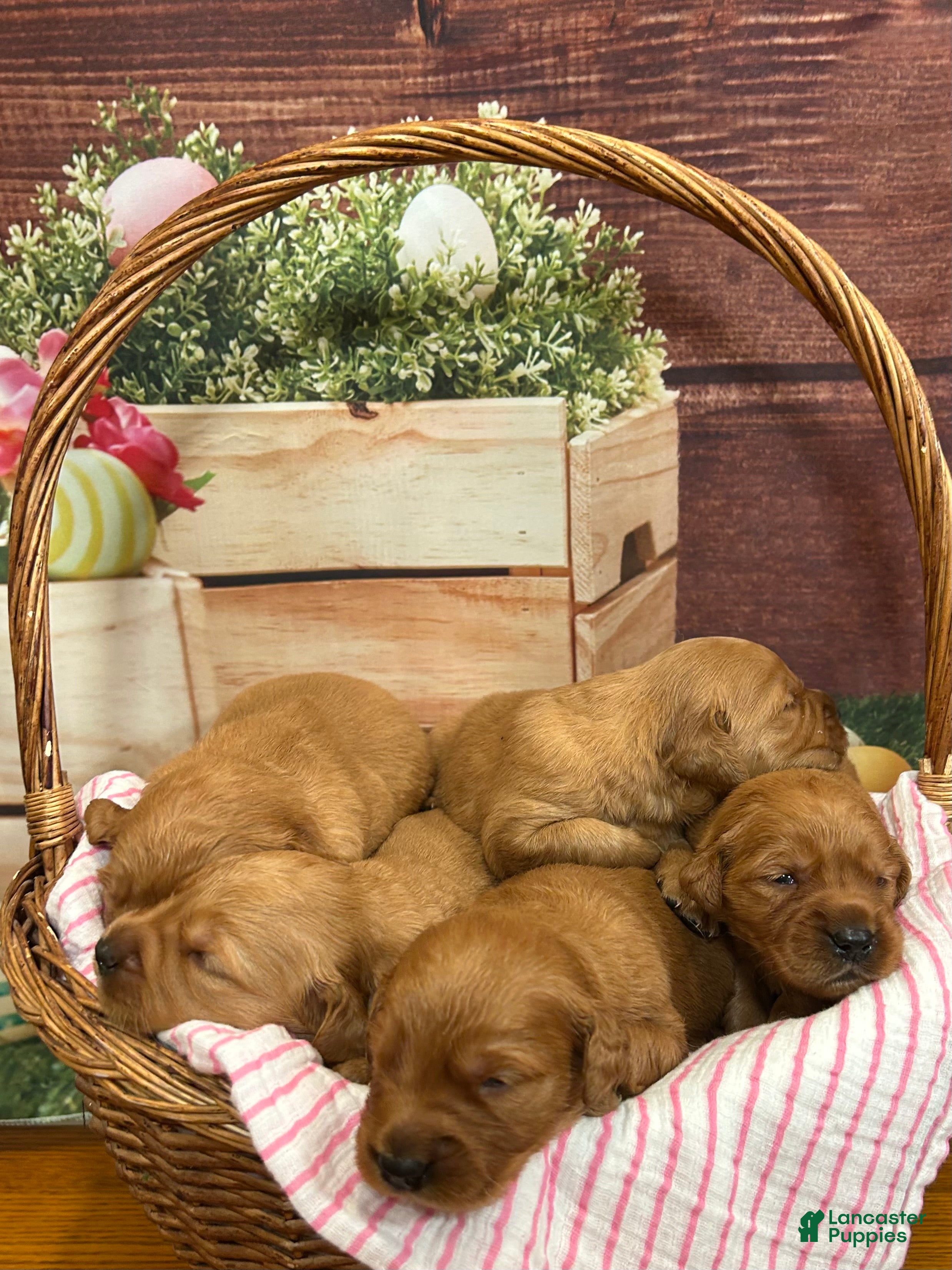 Golden Retriever dogs Honey  - Ad 2