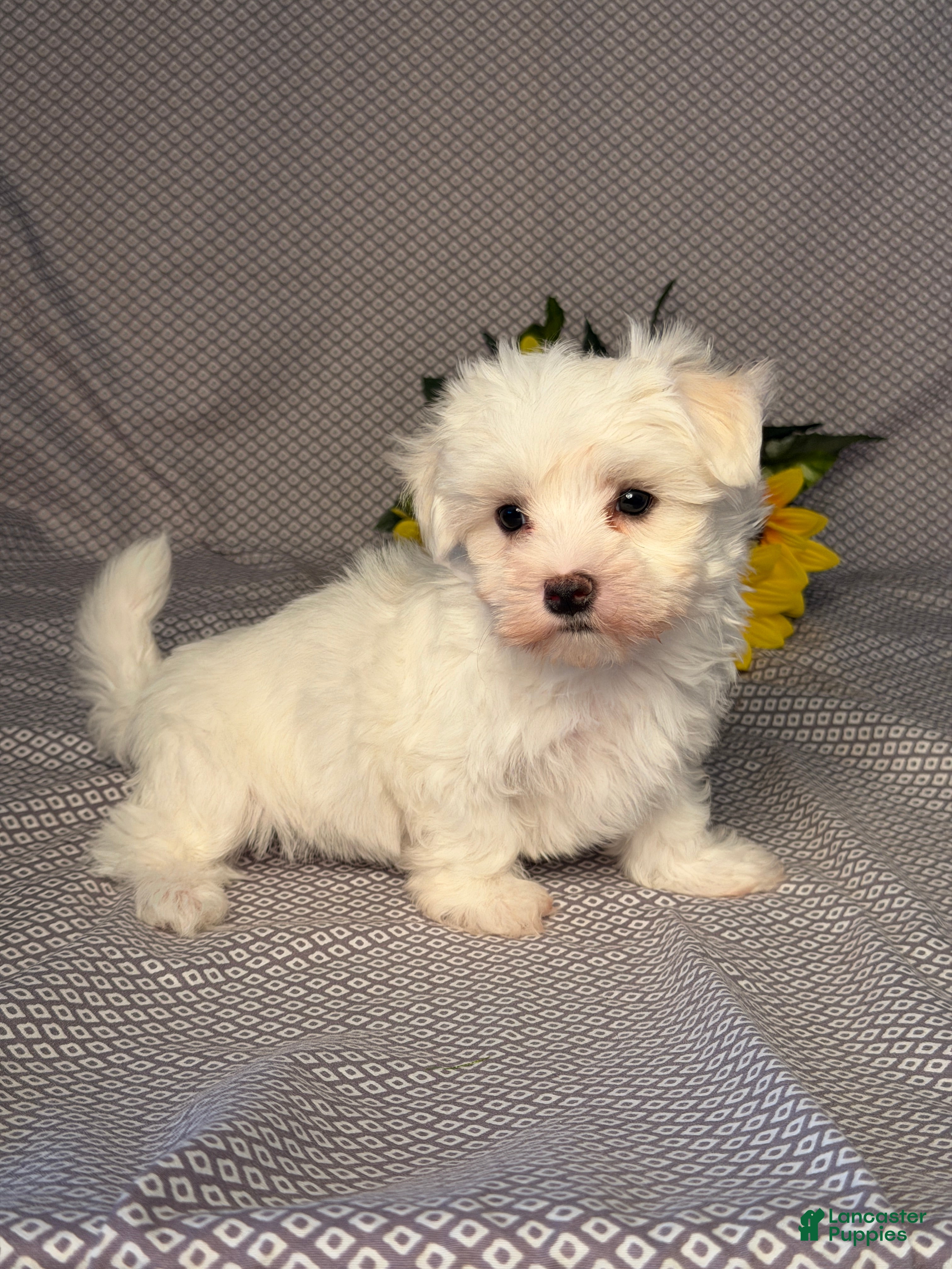 Maltese dogs Hunter - Ad 2