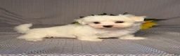 Maltese dogs for sale: Hunter - Ad 2