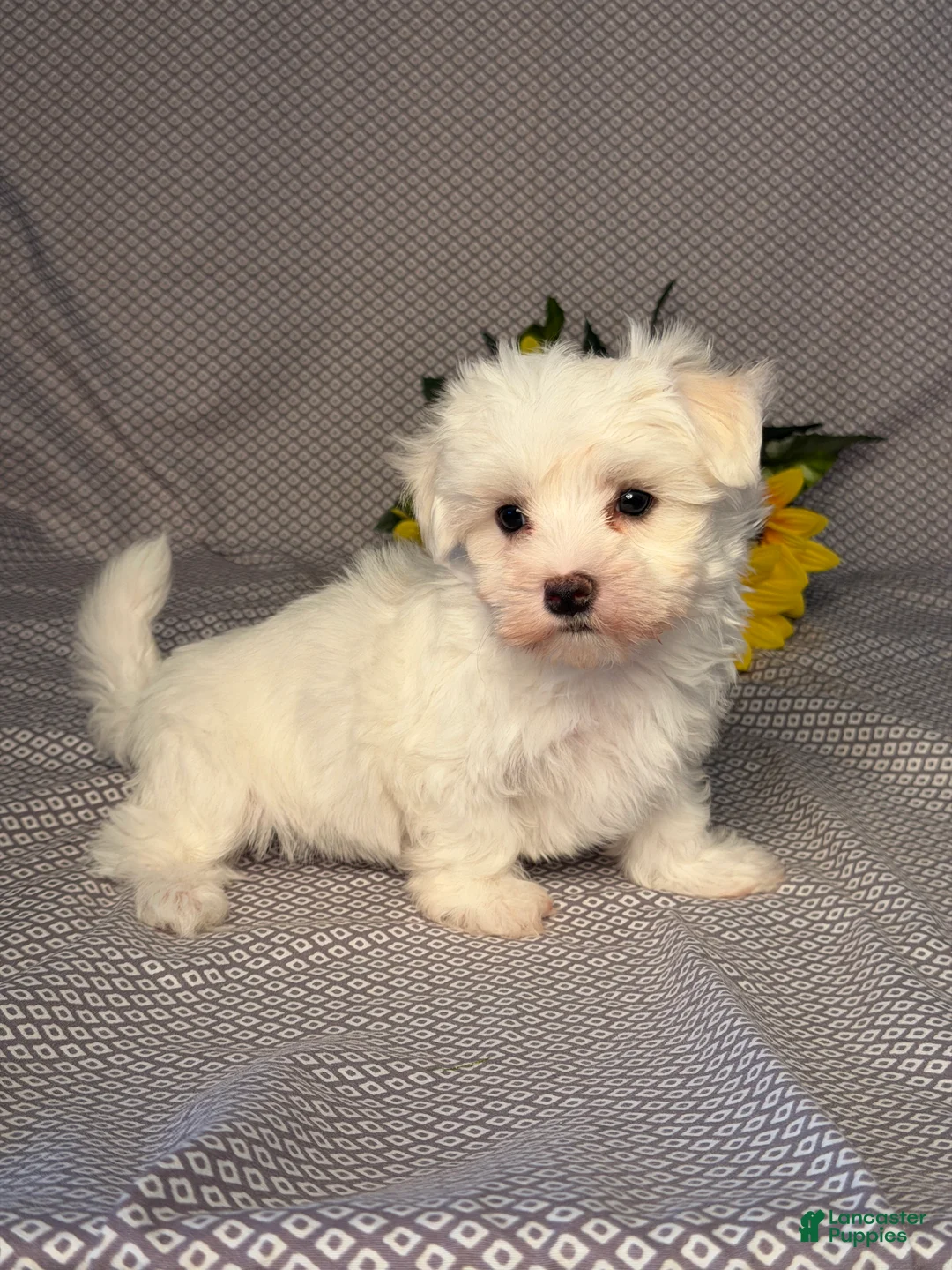 Maltese dogs for sale: Hunter - Ad 2