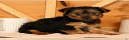 Yorkshire Terrier dogs for sale: Violet - Ad 6